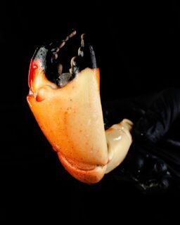 La joya del Golfo 💎🦀 Tenazas de cangrejo moro: frescas, firmes y llenas de sabor. #santocangrejo #campeche #seafood #crab