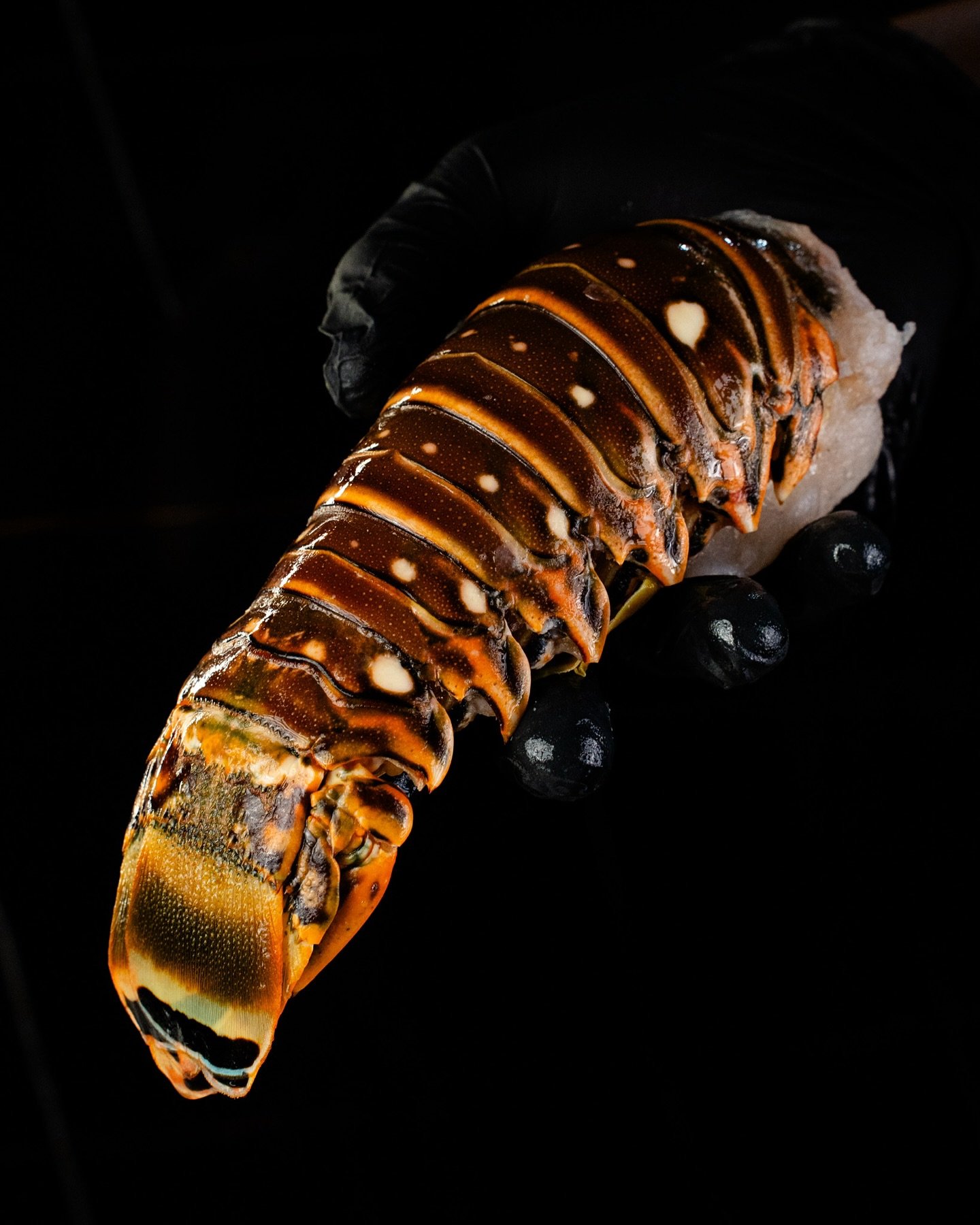 El lujo del mar, directo a tu mesa.
Cola de langosta del Caribe, carne firme, dulce y perfecta para lucirte en la parrilla o al horno.
📦 Disponible en tamaño grande y mediano.
✈️ Envíos a todo México #santocangrejo #seafood #langosta