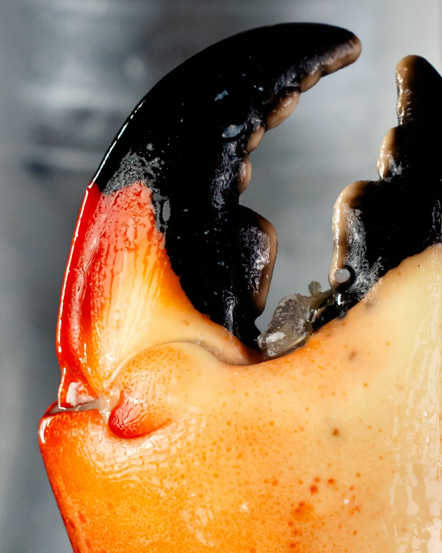 🔥 20,000 GRACIAS, FAMILIA 🔥

No creemos en las casualidades… y menos cuando llegamos a 20,000 seguidores en plena Cuaresma 🐟

Por eso armamos un giveaway pensado para que tengas mar y variedad en tu casa toda la temporada. Queremos que esta Cuaresma se disfrute como se debe 🦀🦞

🎁 ¿Qué se gana el afortunado?
• 2 kg de tenaza mediana
• 2 kg de tenaza colosal
• 3 kg de filete de robalo
• 2 kg de lonja de tilapia
• 1 kg de cola de langosta grande 
• 1 kg de filete de corvina
• 2 kg de camarón pacotilla

Sí… es una locura de premio 😮‍💨🔥

¿Cómo participar?
1️⃣ Síguenos
2️⃣ Dale like a esta publicación
3️⃣ Taguea a 2 personas que nos sigan (entre más comentarios, más oportunidades 👀)
4️⃣ Comparte esta publicación en tu historia y etiquétanos para tener más oportunidades de ganar

📅 El ganador se anunciará el 13 de marzo.

Gracias por ser parte de esta comunidad que ama el buen producto y la buena mesa ❤️