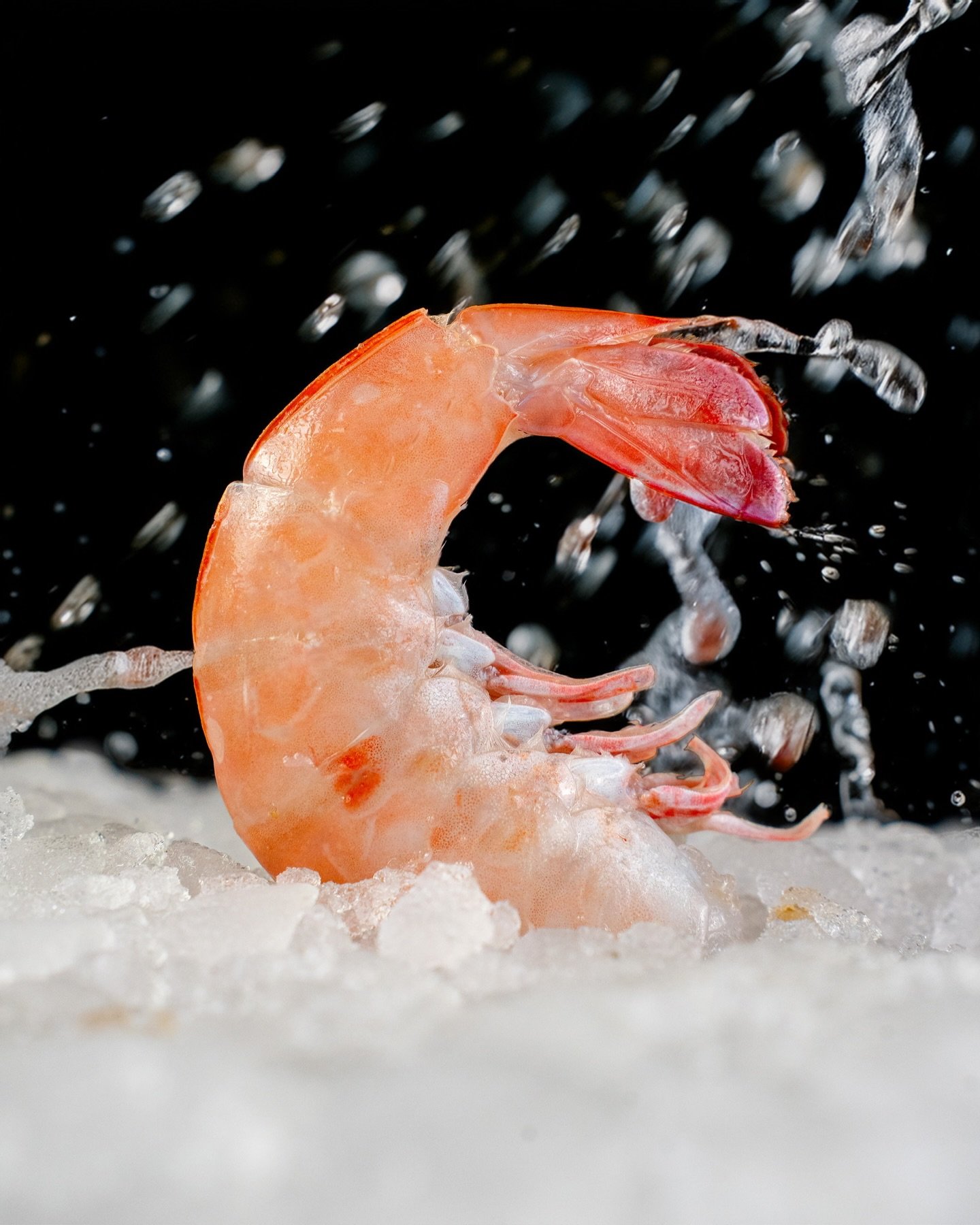Camarón rosado premium, fresco y listo para conquistar cualquier mesa 🦐 #seafood #shrimp #sea #santocangrejo #marisco