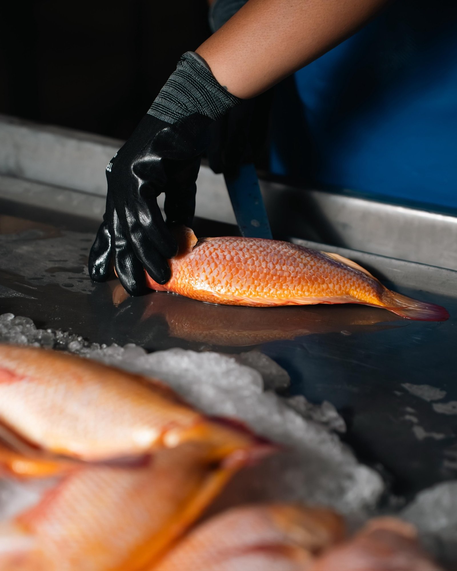 La diferencia está en el producto… y en cómo se trata.
Mojarra campechana, directo de Campeche.
#fish #pescado #santocangrejo #campeche
